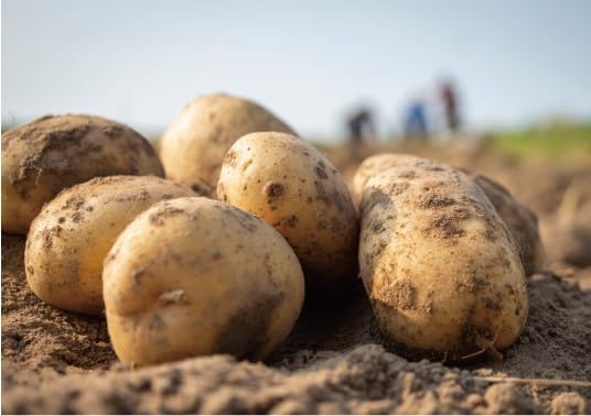  potato Hokkaido production ...10kg and more L 2L size corm potato jagaimo