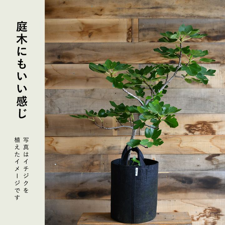 root pouch non-woven planter pot cover plant herb fruit tree .. change roots pouch *.. high long type [ diameter 29cm #6] e- flower shop san 