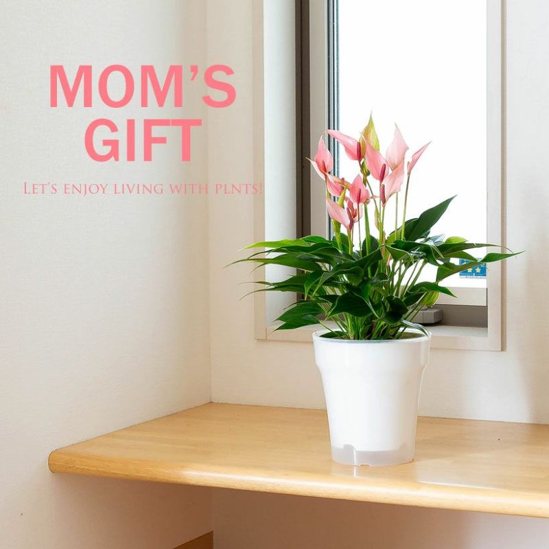  Mother's Day gift Anne abrasion um Komatsu san. Anne abrasion um[ Lilly ]5 number clear POT( wrapping free )