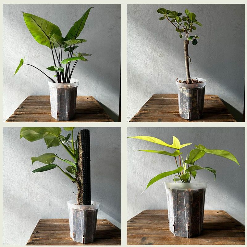  plant pot transparent pra pot negami L transparent slit pot [5 number size ×3 pot SET]. hill gardening 