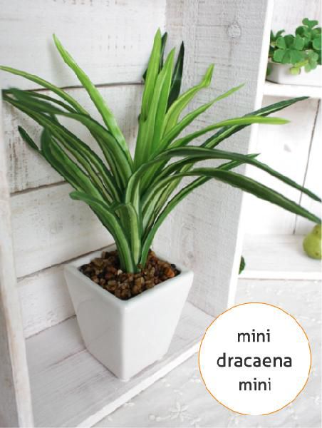  Mini Mini dracaena 22cm white pot artificial flower interior decorative plant photocatalyst CT catalyst fake green 