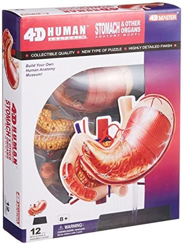 立体パズル 4D VISION 人体解剖 胃解剖モデル パズルゲームの商品画像