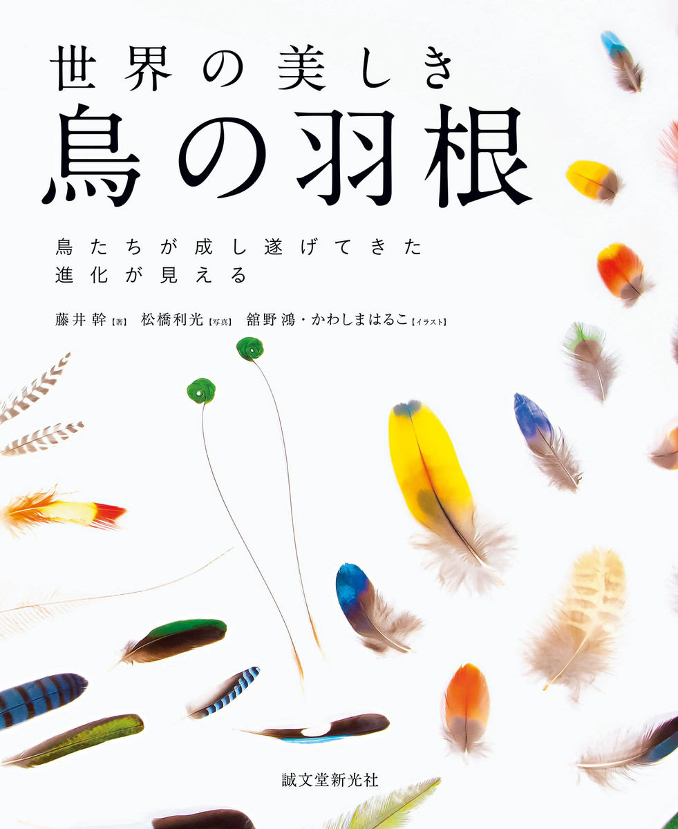 世界の美しき鳥の羽根　鳥たちが成し遂げてきた進化が見える 藤井幹／著　松橋利光／写真　舘野鴻／イラスト　かわしまはるこ／イラストの商品画像