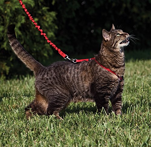 PetSafe Easy walk cat for Harness &amp; bungee Lead cat Harness harness .. cat cat .. cat walk outing neck . kind coming out not .. the best light weight sa