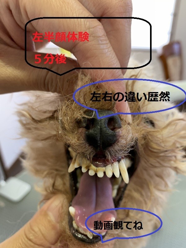  собака чистка зубов собака зуб камень удаление собака кошка зубная паста zeo. ...zeo свет & ион энергия собака неприятный запах изо рта 
