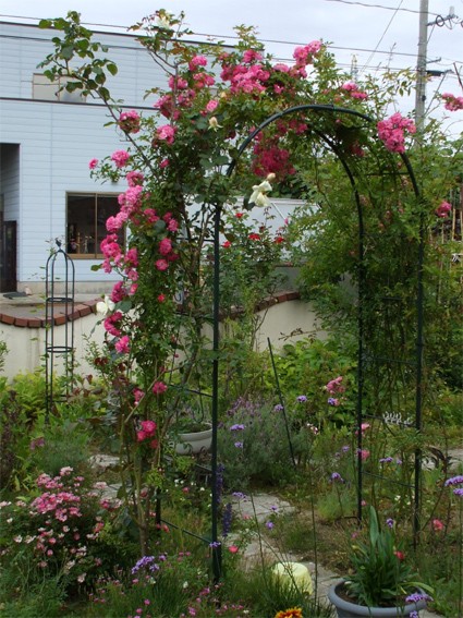  flower arch excellent No.210 width 124× height 202× depth 49cm made in Japan stylish robust . rose arch gardening .. rose small KD