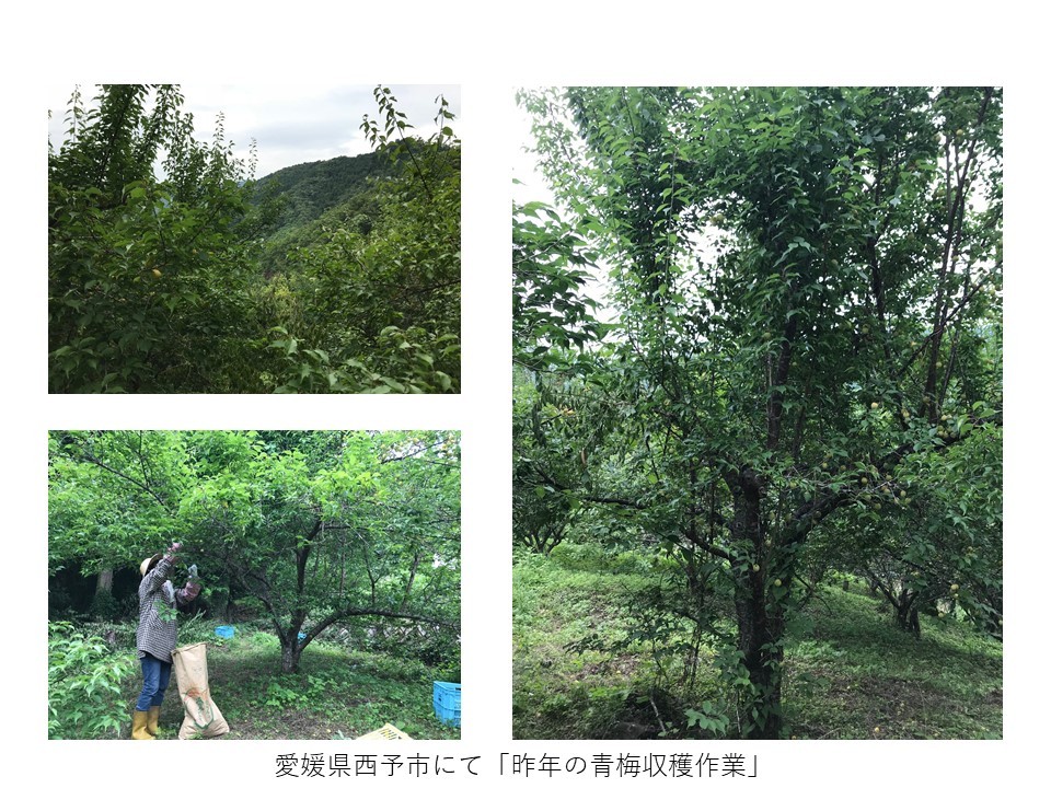  Ehime prefecture west . city production [ blue plum ] cultivation period middle pesticide un- use * less pesticide 5kg