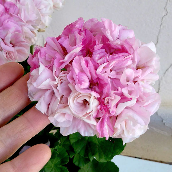 . flower. seedling / geranium : new double pink 3 number pot 