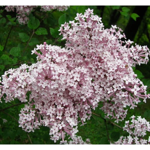  Hanaki садовое дерево. рассада /hime lilac (... lilac ):josi-4 номер pot 