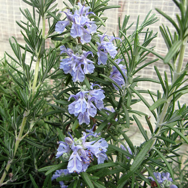  herb. seedling / rosemary (..): marine blue 3 number pot 
