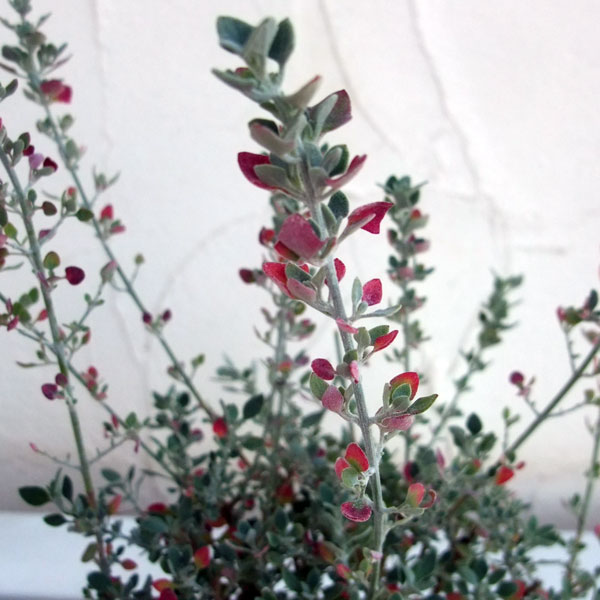 . flower. seedling / white salt bush (lagotia)2.5~3 number pot 