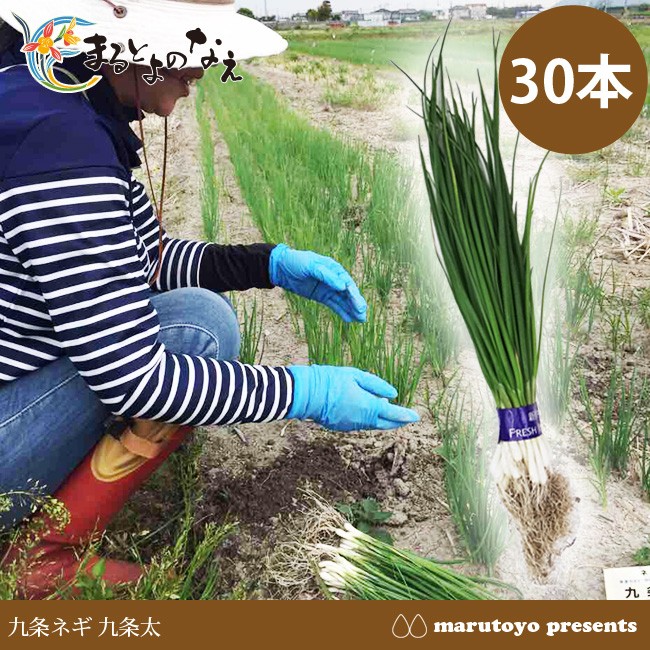 マルトヨの苗 ネギ苗 九条ネギ 九条太 30本 【ネギ】【葱】【苗】【な