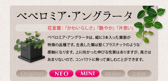 インテリアグリーン チョコット チェックキューブ M Chokotto W Z Green 植物が選べます おしゃれ 観葉植物 サボテン 多肉植物 4613 選んで屋 通販 Yahoo ショッピング