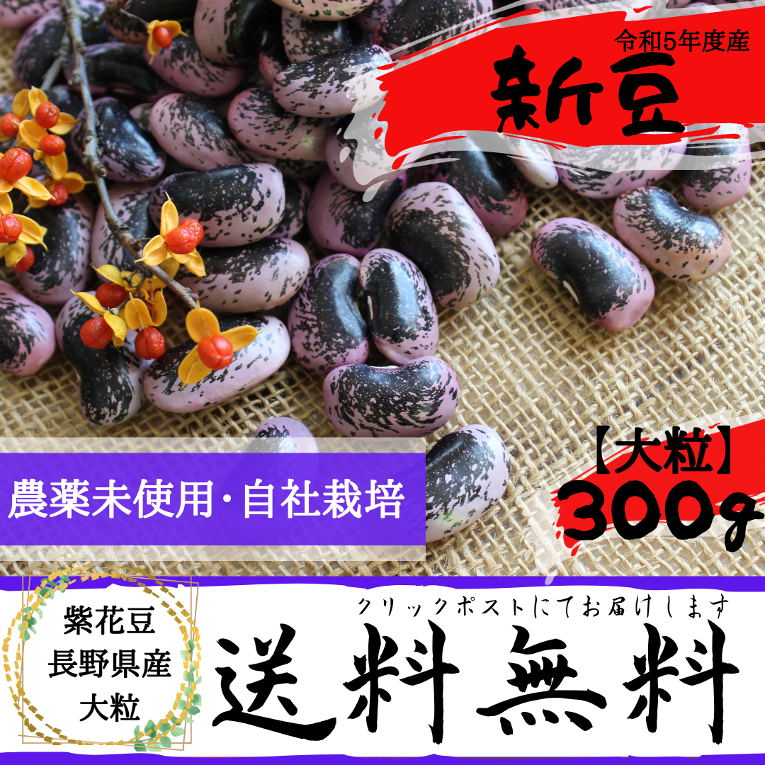  purple flower legume 300g large grain pesticide unused Nagano prefecture production . peace 5 year production dry bean kind [ free shipping : mail service ]