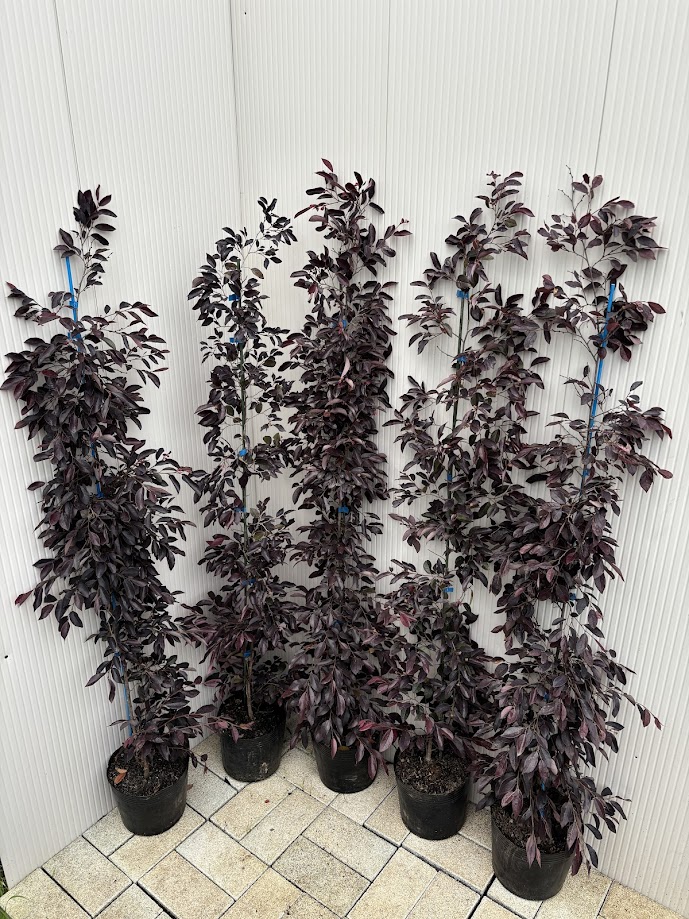 トキワマンサク赤5本白3本 トキワマンサク30本セット（植木,常緑樹,生垣,植木,庭木） : ファイン