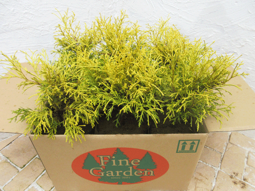  conifer golden mop 6 pcs set ( conifer, garden tree, plant, evergreen tree, ground cover, evergreen )