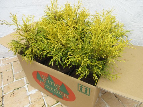  conifer golden mop 6 pcs set ( conifer, garden tree, plant, evergreen tree, ground cover, evergreen )