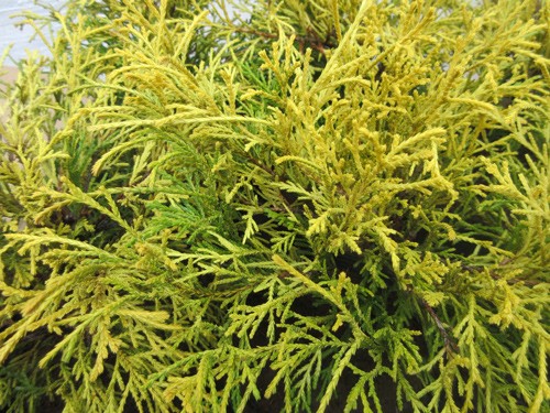  conifer golden mop 6 pcs set ( conifer, garden tree, plant, evergreen tree, ground cover, evergreen )