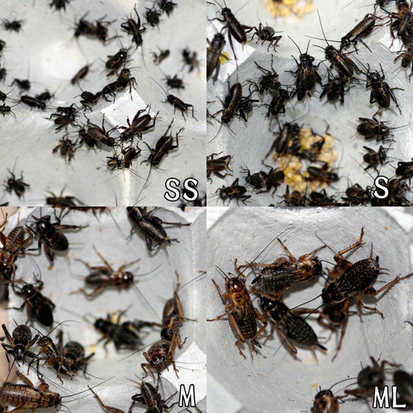  your order (3-4 business day ) bait insect cover ho sikoorogiML-L size 500 pcs +[ cash on delivery un- possible ][ winter air mail region shipping un- possible ]. bait reptiles amphibia small animals 