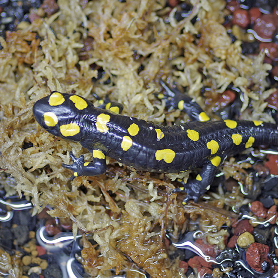 mji is la fire salamander ( approximately 15cm) 1 pcs 