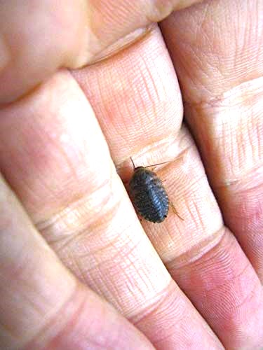  Kabuto gani cockroach . body 5 pcs set ( organism ) *. put on compensation equipped ( region limitation )