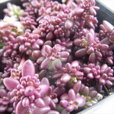  succulent plant se pouch .laka Pinky succulent plant 9cm pot 