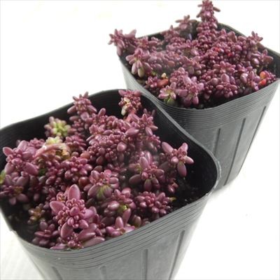  succulent plant se pouch .laka Pinky succulent plant 9cm pot 