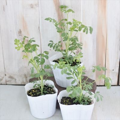  Roo рассада 3 шт. комплект 9cm pot кошка yolazage - saw hen Roo da садоводство бесплатная доставка трава рассада Herb ykh