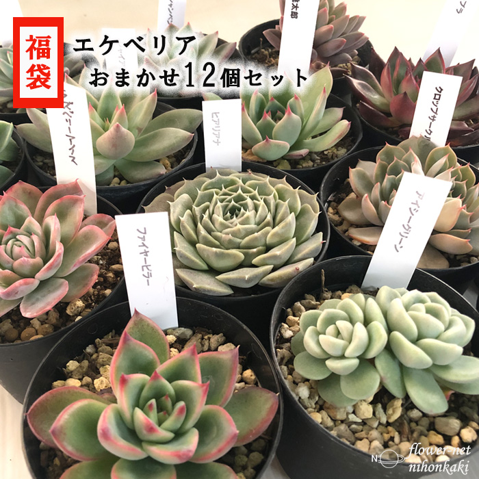 [ customer Thanksgiving ] succulent plant ekebe rear 12 piece set lucky bag free shipping 