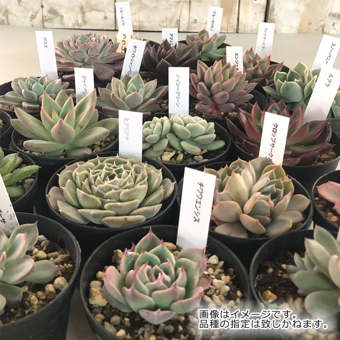[ customer Thanksgiving ] succulent plant ekebe rear 12 piece set lucky bag free shipping 