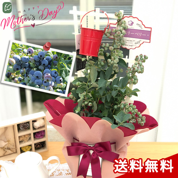 [ coupon distribution middle ] still interval ...! Mother's Day present blueberry large real series 2 goods kind ..5 number pot free shipping Mother's Day gift flower potted plant best