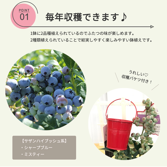 [ coupon distribution middle ] still interval ...! Mother's Day present blueberry large real series 2 goods kind ..5 number pot free shipping Mother's Day gift flower potted plant best