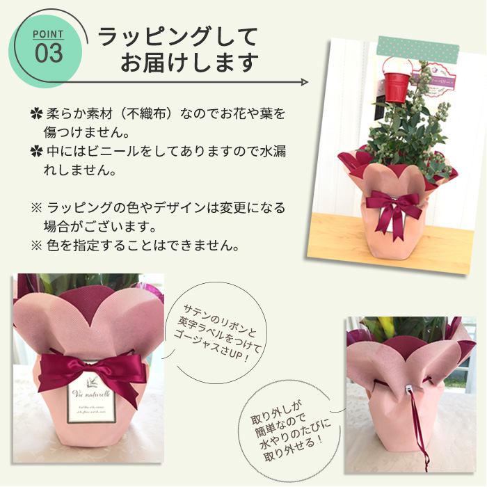 [ coupon distribution middle ] still interval ...! Mother's Day present blueberry large real series 2 goods kind ..5 number pot free shipping Mother's Day gift flower potted plant best