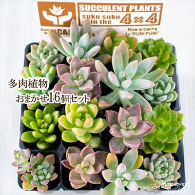  succulent plant succulent plant incidental 16 piece set succulent plant lease .... natural material interior 