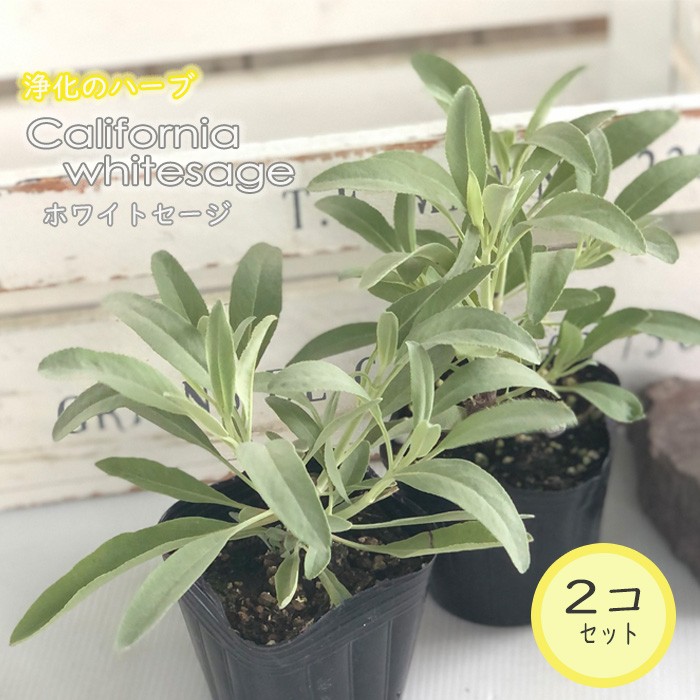  California white sage 2 piece set herb seedling sma Gin g. root .9cm pot Herb