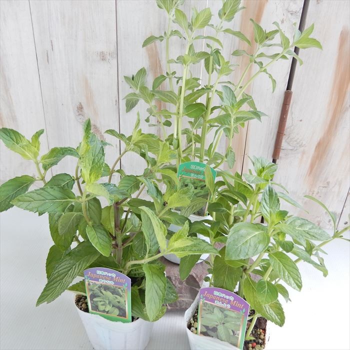  Japan is ka incidental 3 piece set 9cm pot Japan is ka light load mint herb. seedling gardening Herb