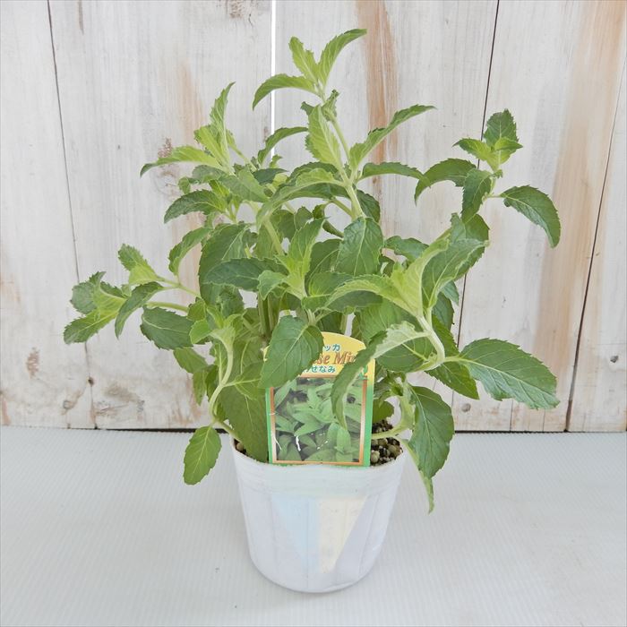  Япония - ka рассада товар вид случайный 3 шт. комплект 9cm pot Japan - ka мята садоводство бесплатная доставка трава рассада Herb ykh