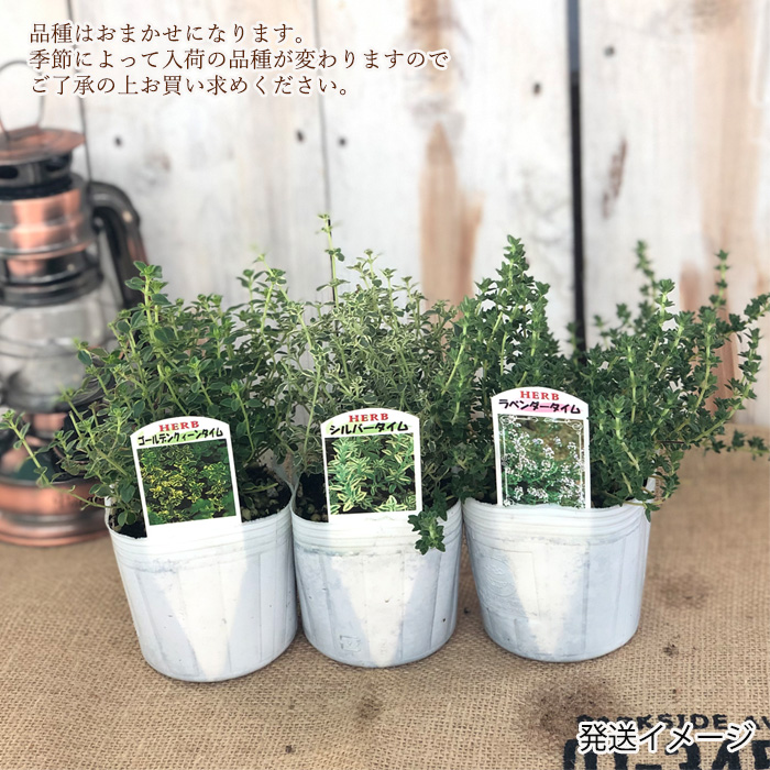  время рассада случайный 3 шт. комплект 9cm pot садоводство бесплатная доставка трава рассада Herb ykh