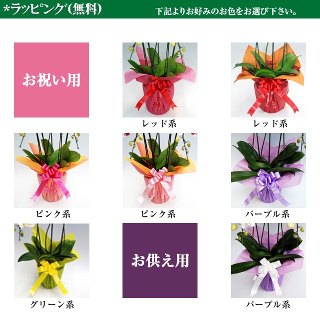  Father's day . butterfly orchid gift large wheel pink 50ps.@.600 wheel (. contains ) delivery Area Kanto limitation celebration opening opening .. new building resettlement .... anniversary birthday ..
