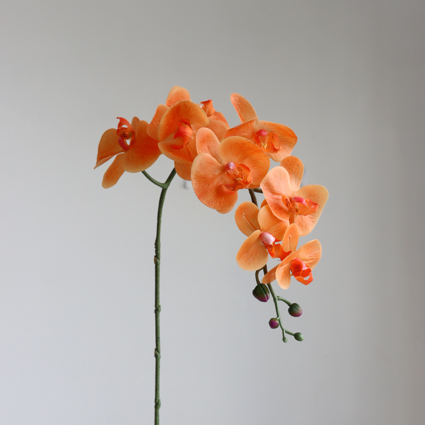  orange . бабочка орхидея 