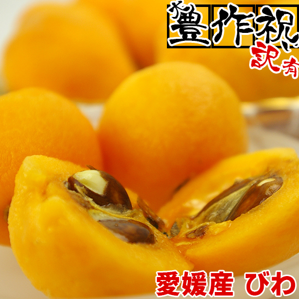  large . work festival . extension .! Ehime production. .. loquat 2 pack .1 pack service! with translation fruit * don't fit ..biwa.. fruit fruit [ free shipping ]