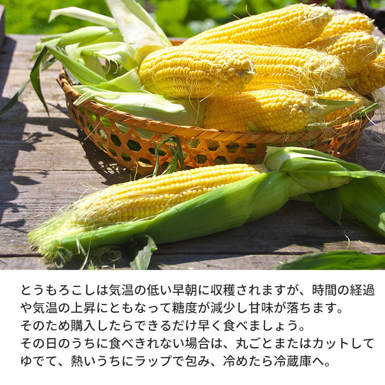 送料無料 とうころこし スイートコーン ゴールドラッシュ 長崎県産 長崎 トウキビ とうもろこし コーン 約 5kg 11 15本 サイズ混合 産地直送 野菜 Goldrush 5kg くだもの観覧車 通販 Yahoo ショッピング