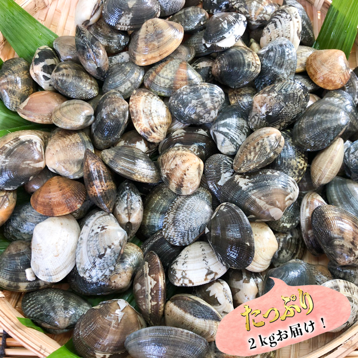 a.. littleneck clam ( large )1kg natural sand pulling out ( Aichi prefecture Mikawa . production )