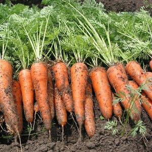 fu.... налог .... Carrot [1 коробка 5kg ввод ]2025 год 4 месяц ~ отправка Tokushima префектура 