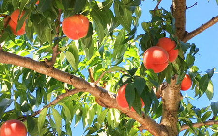 fu.... tax {. peace 6 year production preceding acceptance } Yamagata prefecture Nakayama block production white peach ... peach preeminence goods approximately 3kg 6~12 sphere F4A-0385 Yamagata prefecture Nakayama block 