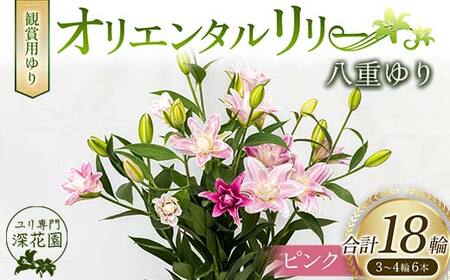 fu.... налог лилия специализация < глубокий цветок .>.. для ..olientaru Lilly . -слойный .. розовый 3~4 колесо 6шт.@F23R-511 Fukushima префектура белый река город 