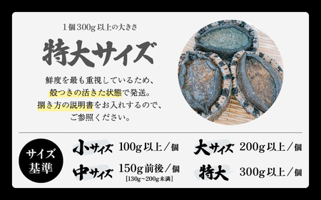 fu.... tax Japan sea .... natural . black abalone total 1.5kg (2~5 piece ) extra-large size freshness eminent! sashimi . structure . butter roasting BBQ... abalone . black awa.. Fukui prefecture beautiful . block 