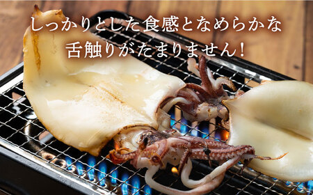 fu.... tax [ all 12 times fixed period flight ].. squid sashimi set 1kg{ against horse city }[ sea manner commercial firm ]... sickle kama ... Kyushu Nagasaki against horse sashimi freezing gift seafood seafood.. Nagasaki prefecture against horse city 