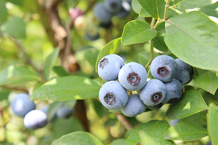 fu.... tax Bloom enough! morning .. blueberry 1.2kg( refrigeration )[8 month ~9 month on . shipping minute ] Chiba prefecture . Tsu city 