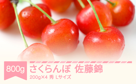 fu.... tax preceding reservation 2025 year production cherry Sato . preeminence L size 800g (200g×4) Yamagata prefecture production fruit fruit .. thing sa Clan bosb-snslx800.. Yamagata prefecture . mountain city 